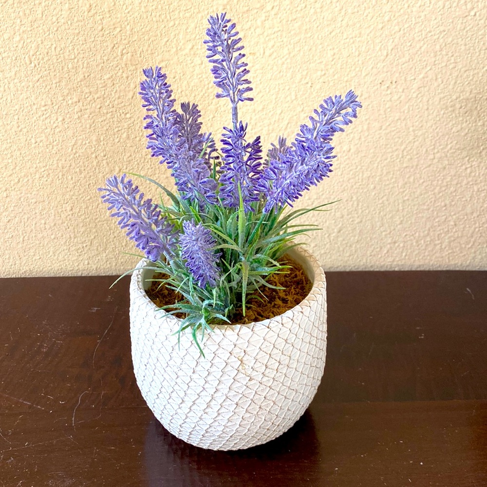 Lavender in a white potted plant